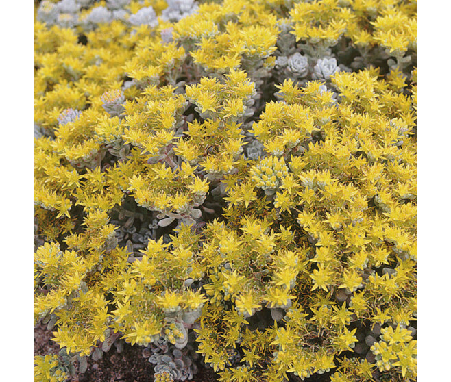 SEDUM SPATHULIFOLIUM CAPE BLAN BQ10