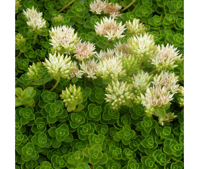 SEDUM SPURIUM ALBUM SUPERBUM BQ10