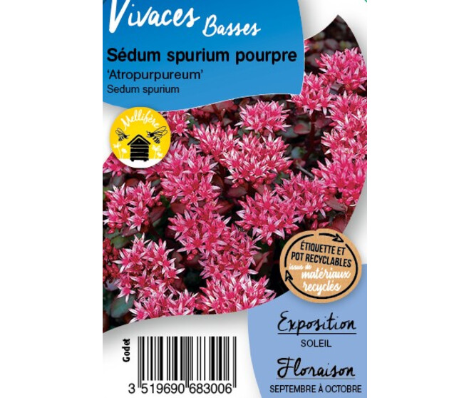 SEDUM SPURIUM COCCINEUM ATROPUREA BQ10