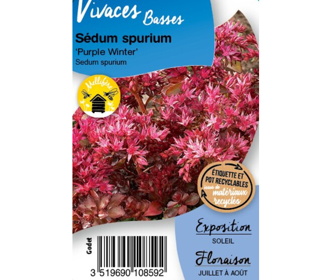 SEDUM SPURIUM PURPLE WINTER BQ10