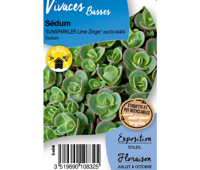 SEDUM SUNSPARKLER LIME ZINGER BQ10