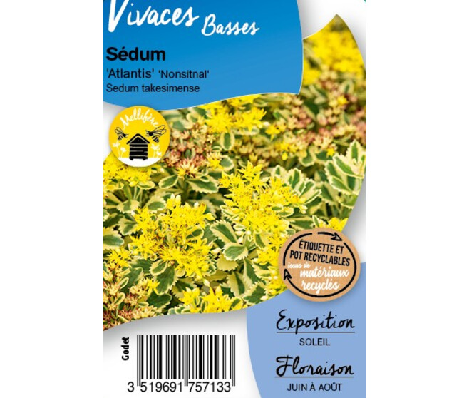 SEDUM TAKESIMENSE ATLANTIS BQ10