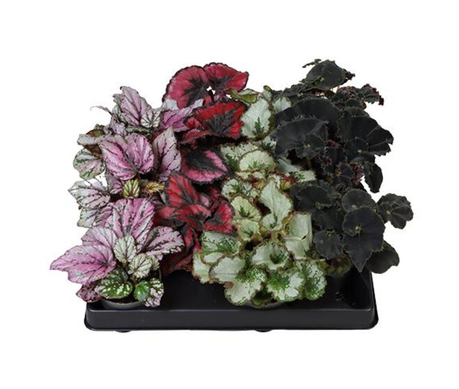 BEGONIA REX