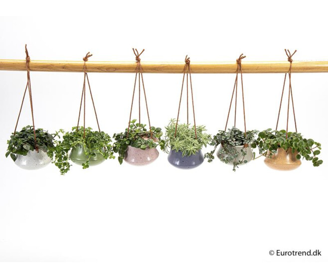 PLANTE VERTE CERAM SUSP