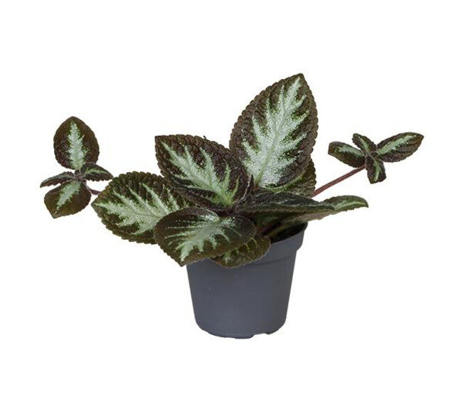 EPISCIA REPTANS