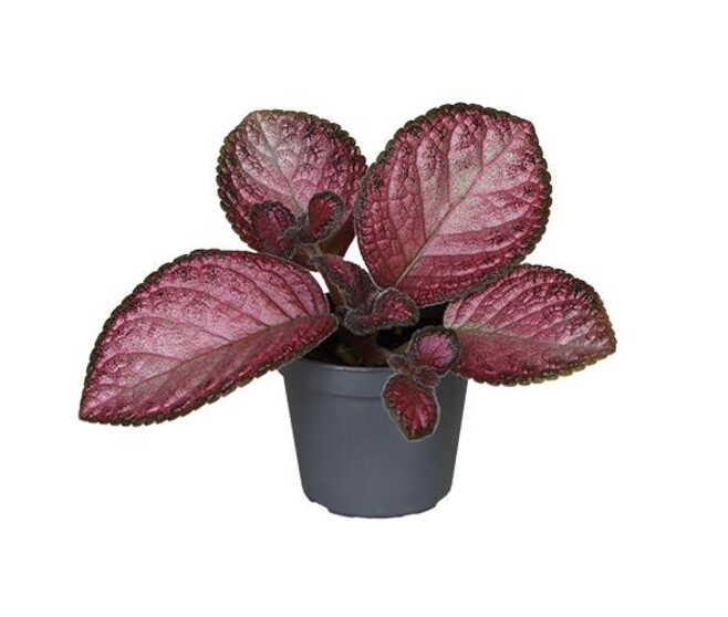 EPISCIA REPTANS
