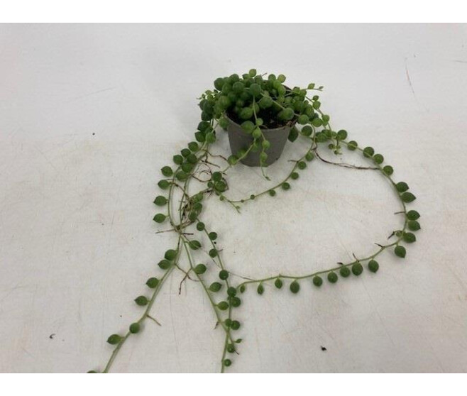 SENECIO ROWLEYANUS