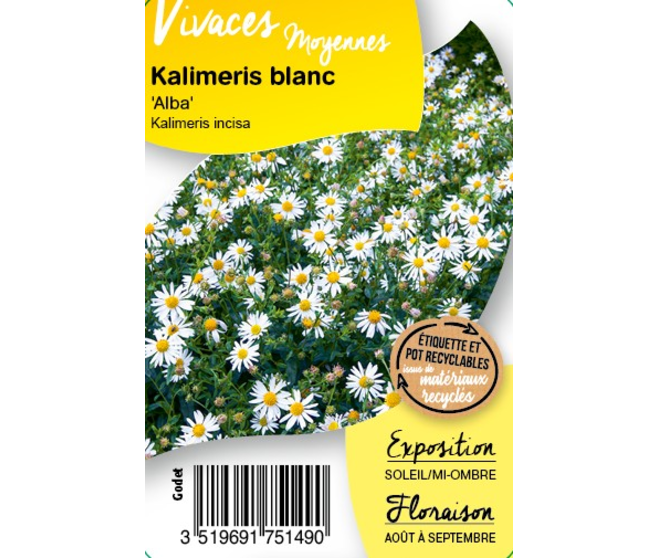 KALIMERIS INCISA ALBA BQ10