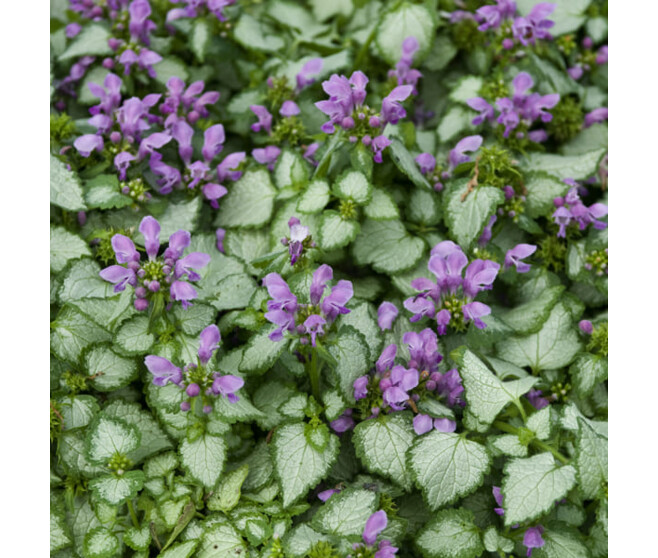 LAMIUM MACULATUM BEACON SILVER BQ10