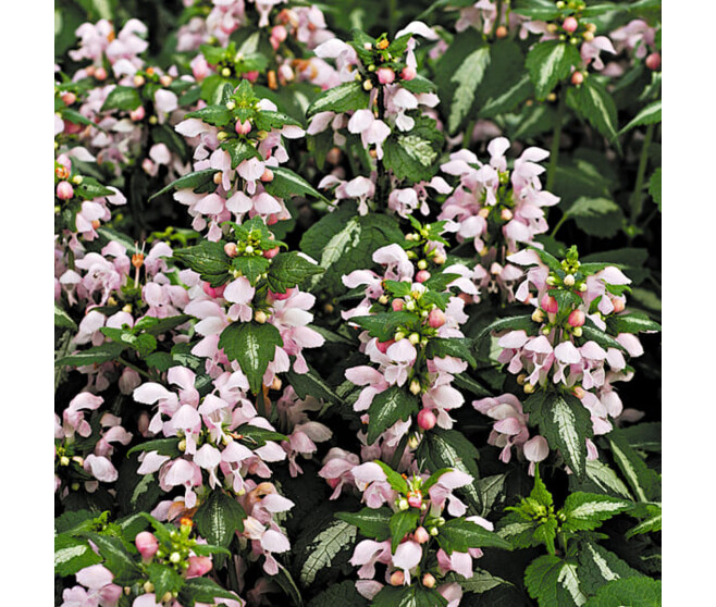 LAMIUM MACULATUM SHELL PINK BQ10