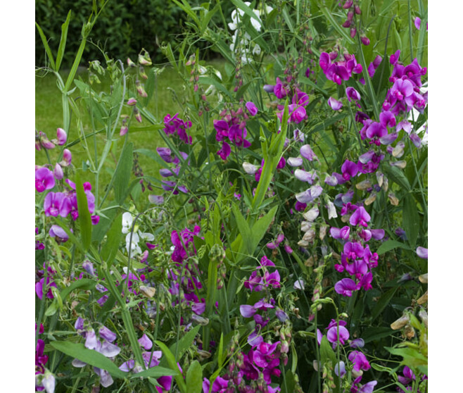 LATHYRUS LATIFOLIUS PEARL MIX BQ10