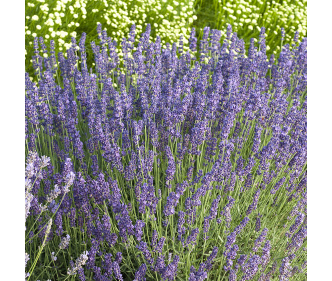 LAVANDULA ANGUSTIFOLIA HIDCOTE BQ10