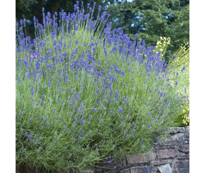 LAVANDULA INTERMEDIA DUTCH BQ10