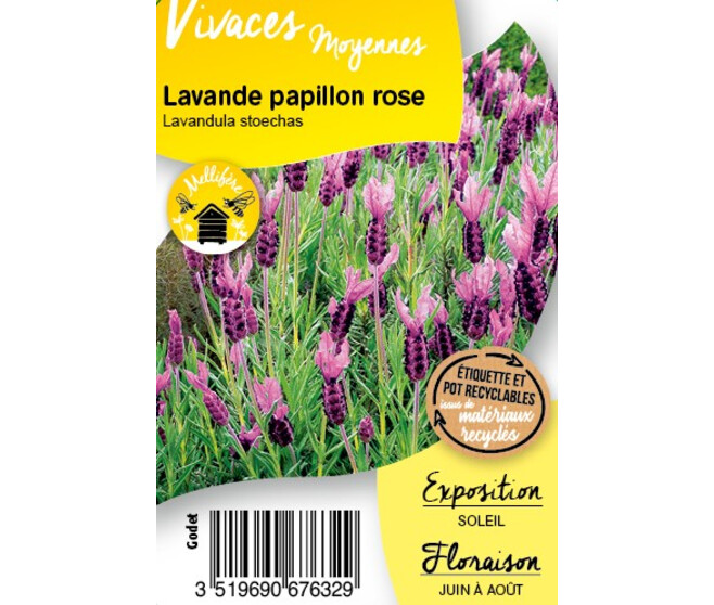 LAVANDULA STOECHAS PEDUNCULATA BQ10