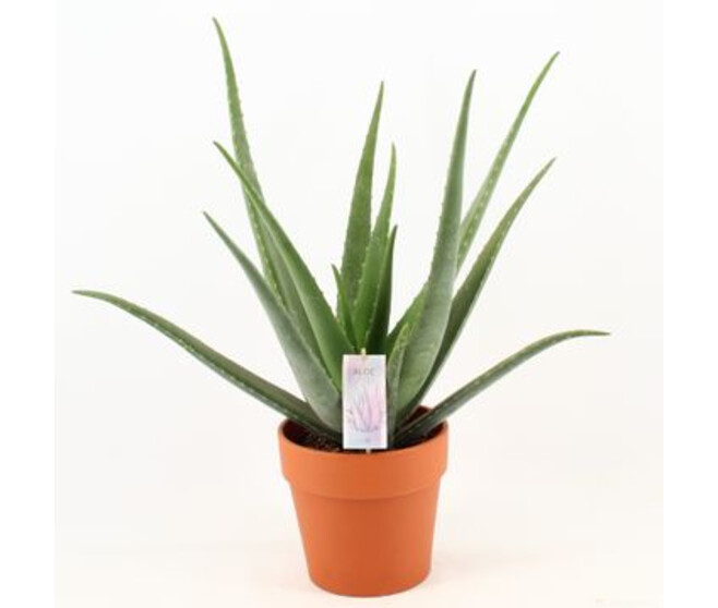 ALOE VERA P TERRE