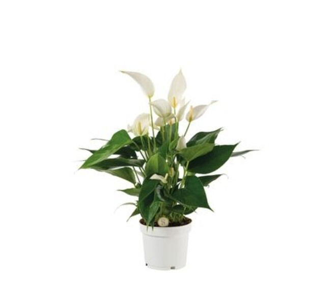 ANTHURIUM ANDREANUM BANDEROLA BLANC
