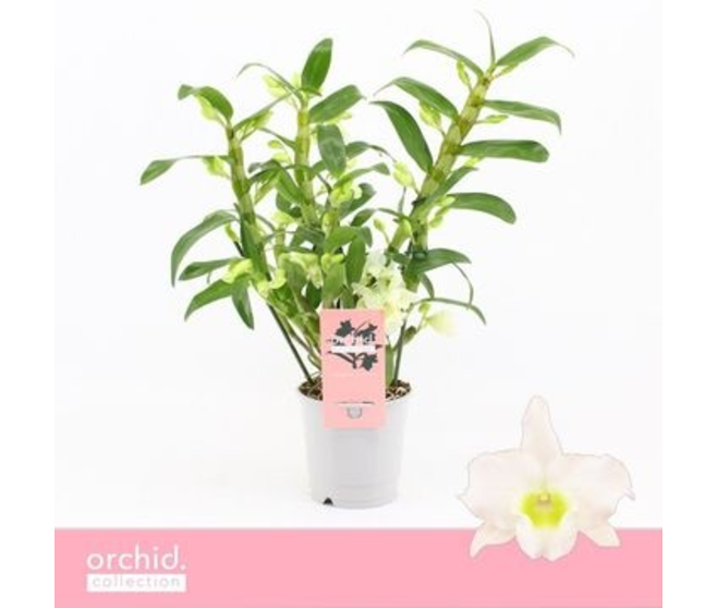 DENDROBIUM 3BR NOBILE BLANC