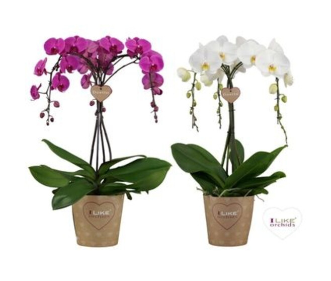 PHALAENOPSIS 3BR UMBRELLA VARIE
