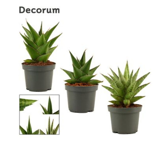 SANSEVIERIA CROWN VARIE