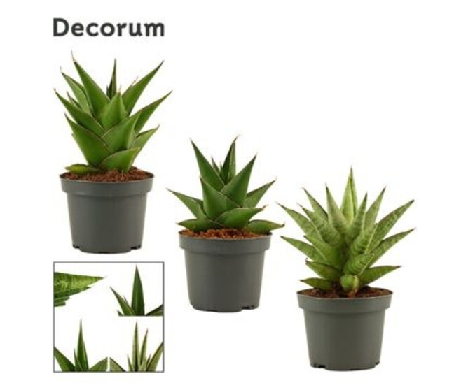 SANSEVIERIA CROWN VARIE