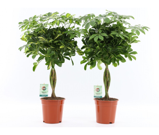 SCHEFFLERA ARBORICOLA TRESSE