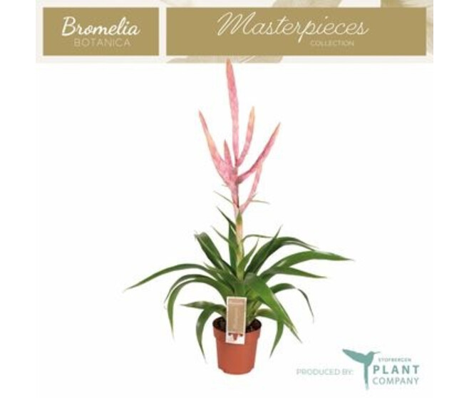 TILLANDSIA DOLCE