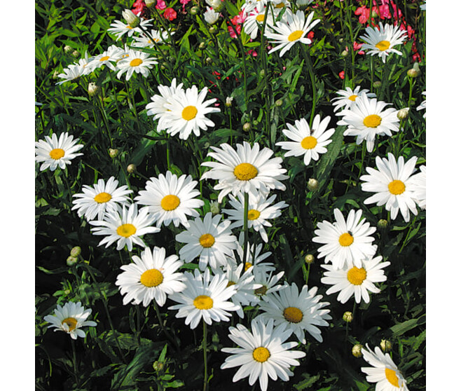 LEUCANTHEMUM SUPERBUM ALASKA BQ10