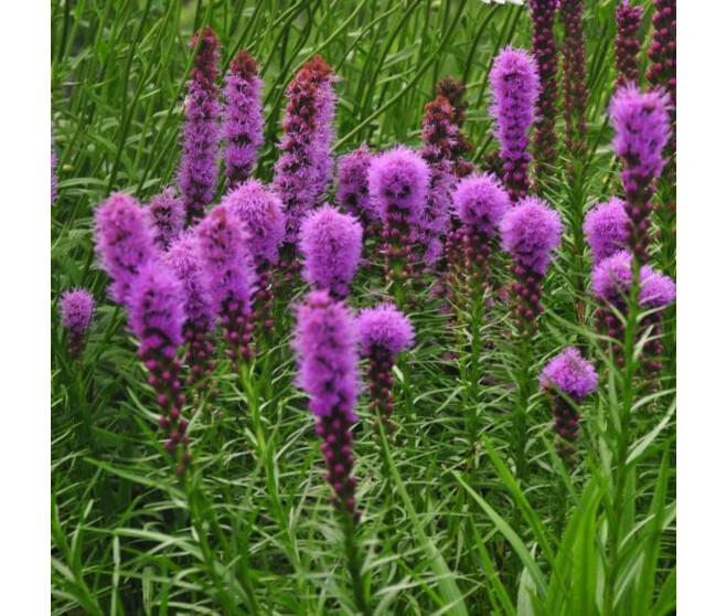 LIATRIS SPICATA KOBOLD STRAIN BQ10