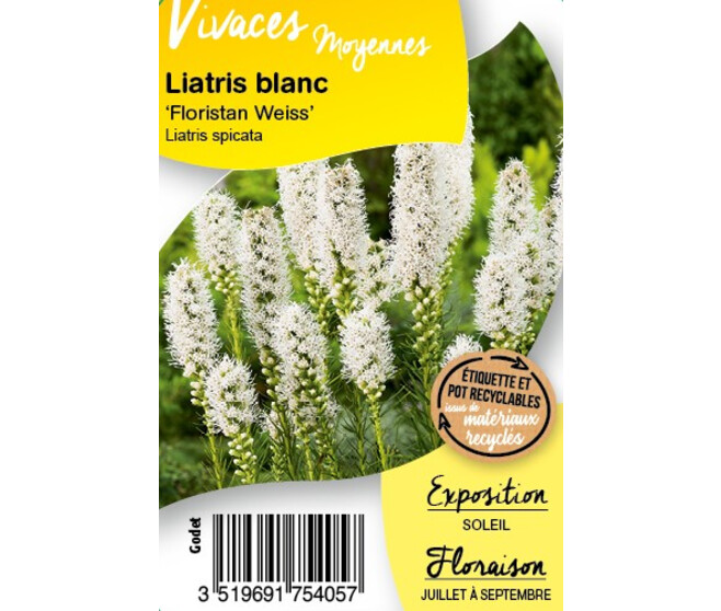 LIATRIS SPICATA FLORISTAN WEISS BQ10