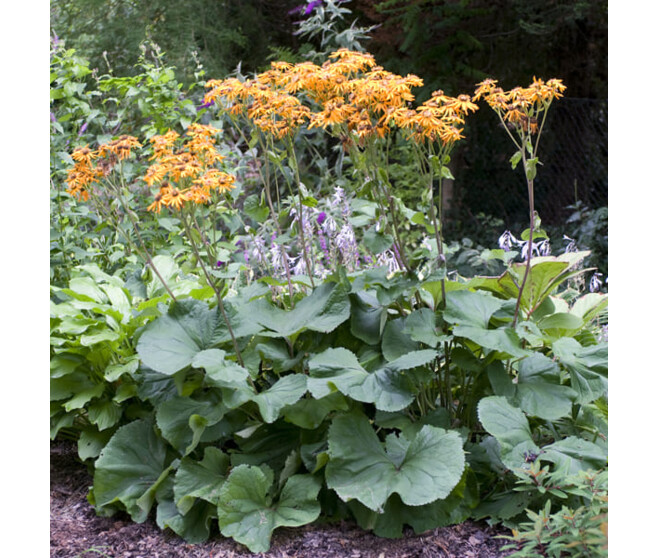 LIGULARIA DENTATA ORANGE QUEEN BQ10