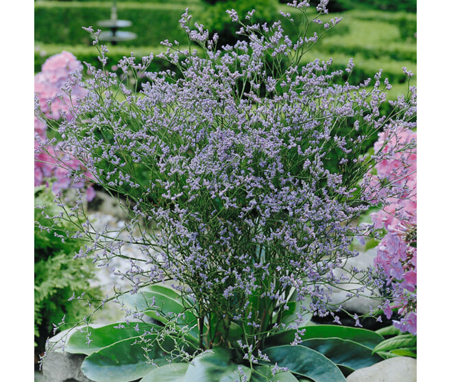 LIMONIUM LATIFOLIUM BQ10