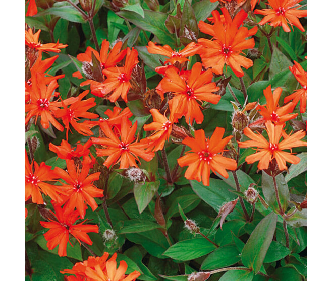 LYCHNIS ARKWRIGHTII ORANGE ZWERG BQ10