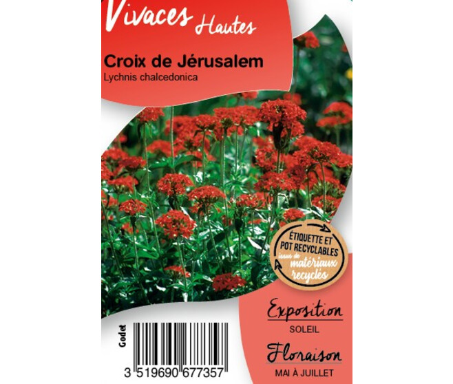 LYCHNIS CHALCEDONICA BQ10