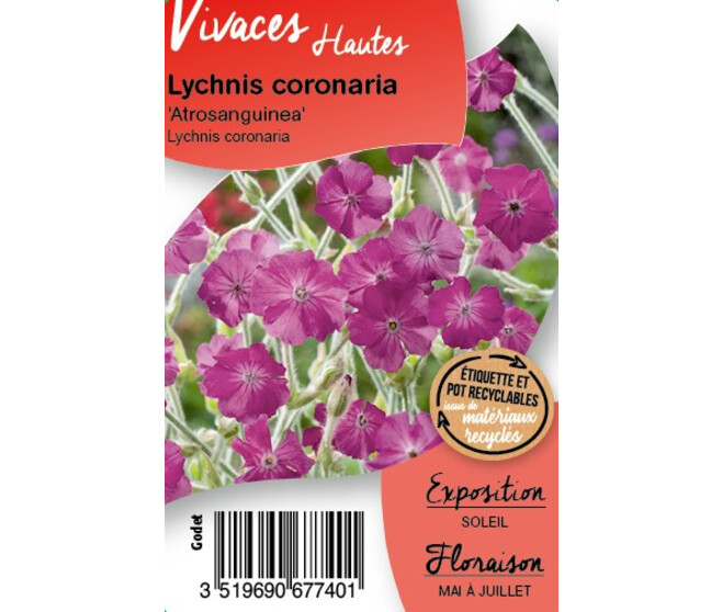 LYCHNIS CORONARIA BQ10