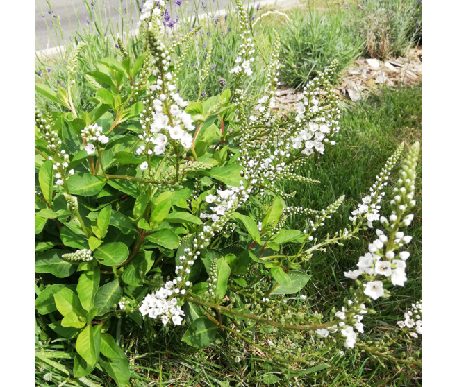 LYSIMACHIA CANDELA BQ10
