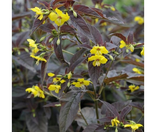 LYSIMACHIA CILIATA FIRECRACKER BQ10