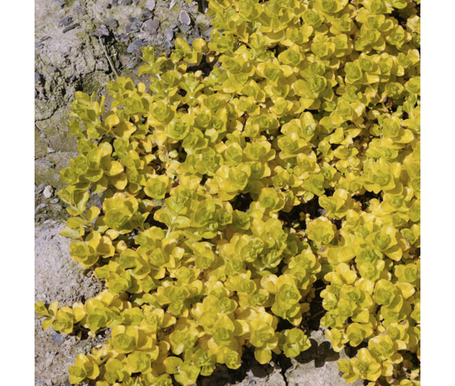 LYSIMACHIA NUMMULARIA AUREA BQ10