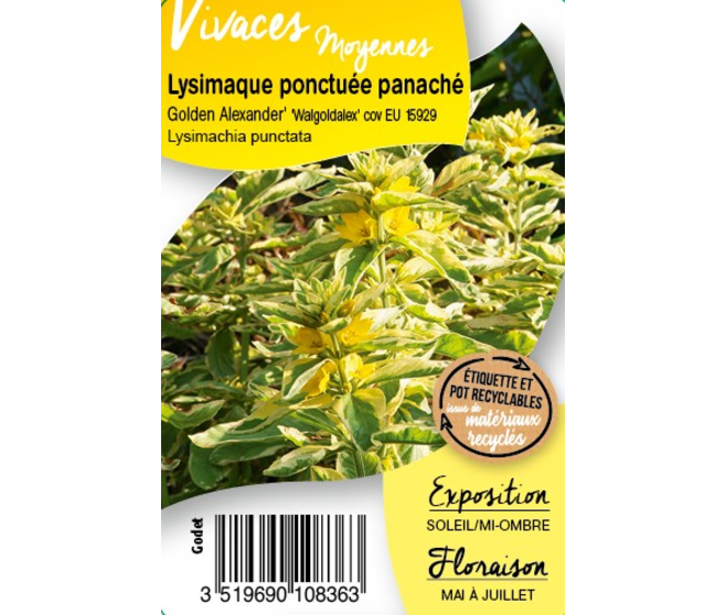 LYSIMACHIA GOLDEN ALEXANDER BQ10