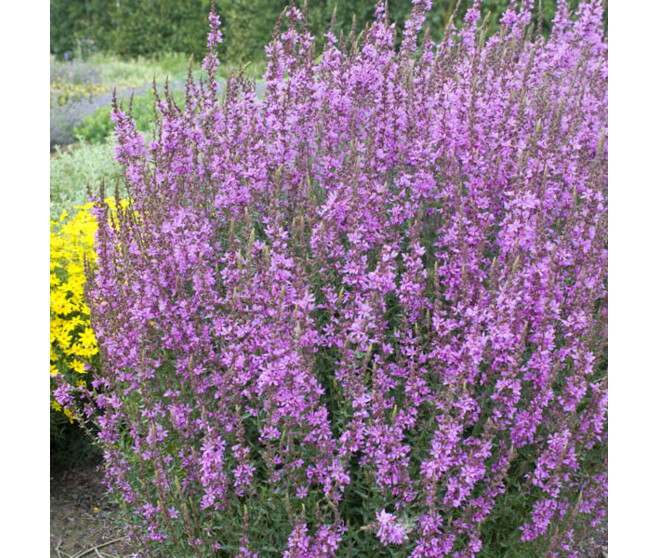 LYTHRUM SALICARIA BQ10