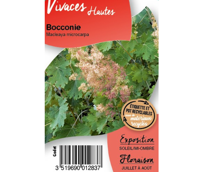 MACLEAYA MICROCARPA BQ10