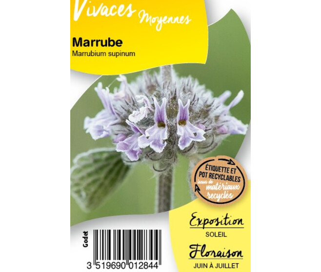 MARRUBIUM SUPINUM BQ10