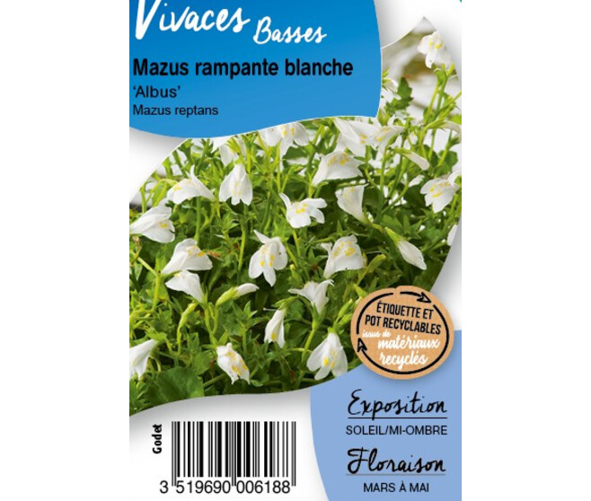 MAZUS REPTANS ALBA BQ10