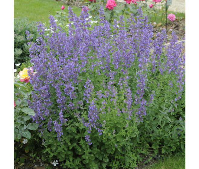 NEPETA FAASSENII SIX HILL S GIANT BQ10