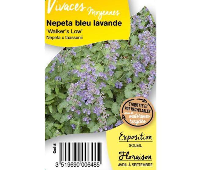 NEPETA FAASSENII WALKER'S LOW BQ10