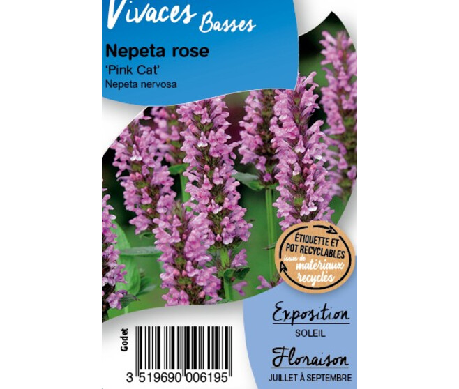 NEPETA NERVOSA PINK CAT BQ10