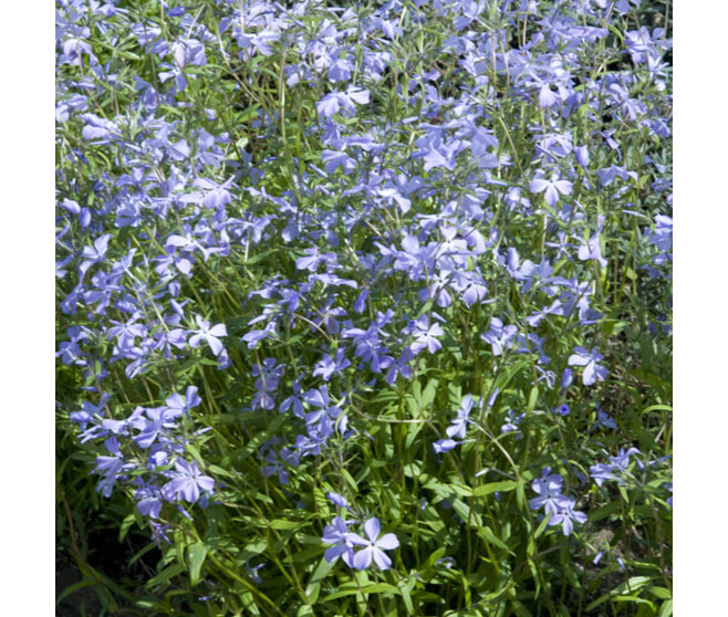 PHLOX DIVARICATA CANADENSIS BQ10