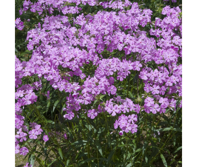 PHLOX CAROLINA BILL BAKER BQ10