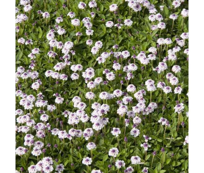 PHYLA CANESCENS BQ10