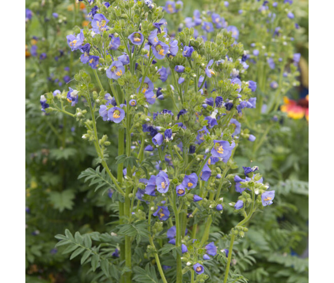 POLEMONIUM CAERULEUM BLUE BQ10