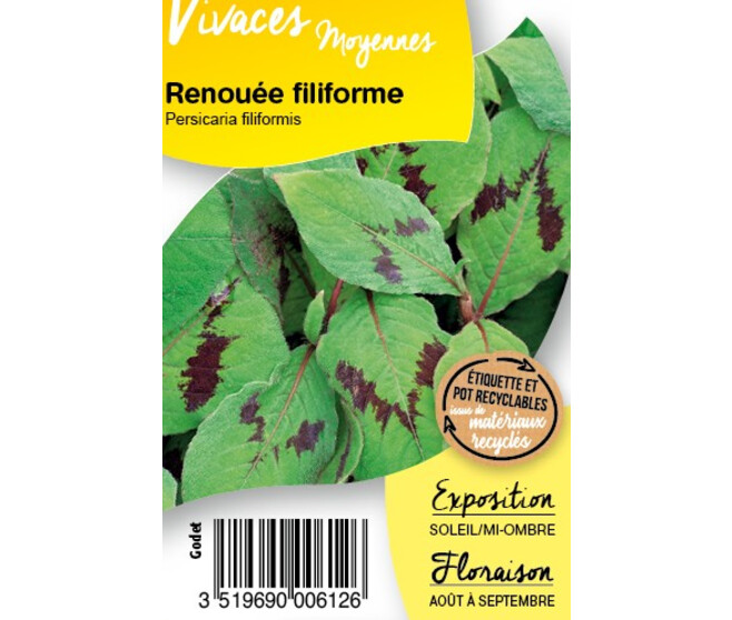 POLYGONUM FILIFORMIS PERSICA BQ10
